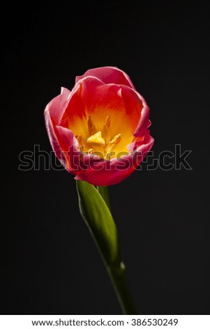 Magnificent tulip flower on a black background