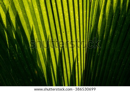 Fan palm foliage with shadows on it
