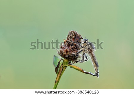 robberfly at plant