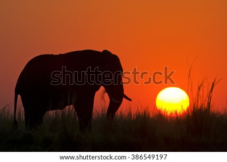 African Elephant at sunset, Chobe River, Chobe National Park, Africa