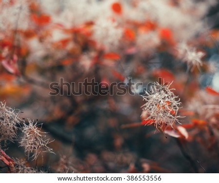 Beautiful autumn nature background with colorful leaves on branch in soft focus. Abstract. Vintage toning