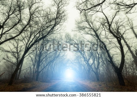 The road passing through scary mysterious forest with blue light in fog in autumn. Magic trees. Nature misty landscape