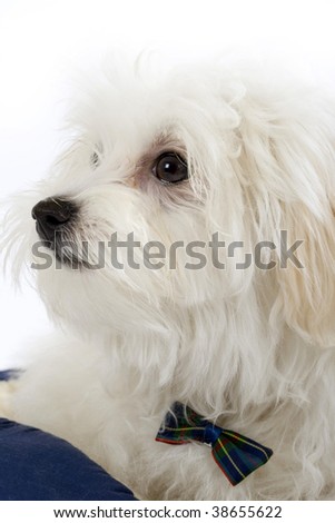 closeup picture of a bichon maltese looking away to a side