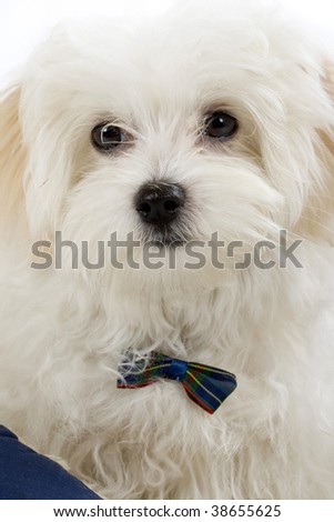 closeup picture of a bichon maltese puppy