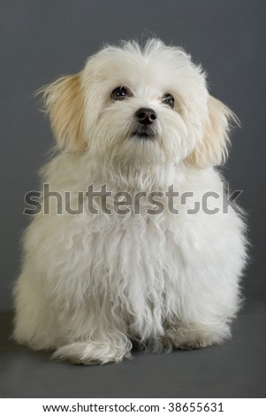 picture of a maltese dog sitting and looking at something