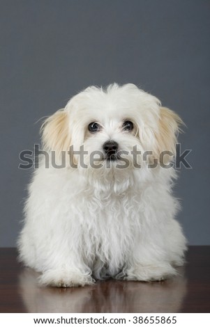 picture of a maltese dog sitting in front of grey background