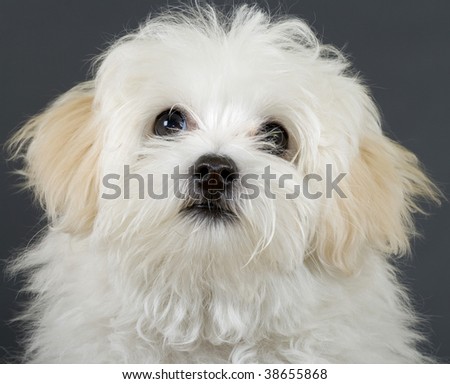 closeup picture of a bichon puppy over grey background