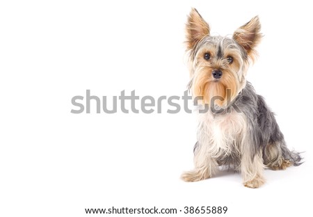 picture of a yorkshire terrier in front of a white background with lots of copyspace