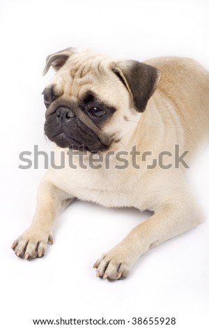 picture of a pug seated on the ground - white background