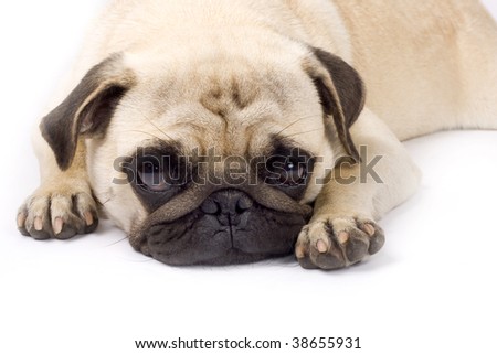 picture of a sleepy pug with sad eyes on a white background