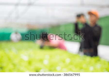 Photographers are shooting vegetable hydroponics.( blur focus.)