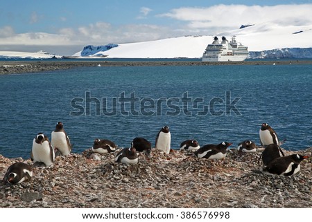 Gentoo penguins and chicks nesting in Antarctica, cruise ship in background