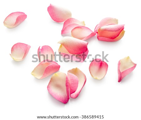 Rose petals isolated on white background Royalty-Free Stock Photo #386589415