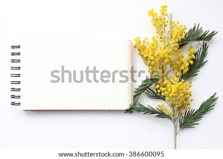 Spring Mimosa Mockup. Post blog social media 8 march. Top view with blank space. Stylish trendy photography.