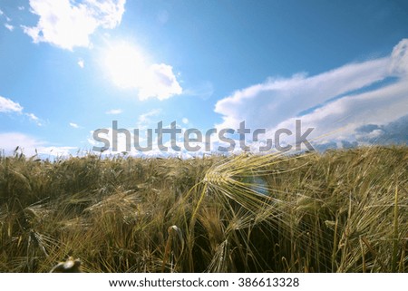 barley field in summer