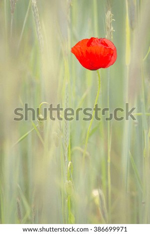 Poppy (Papaver rhoeas) on a cornfield - soft background