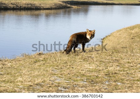 Red Fox Standing by the Water Looking Behind Her