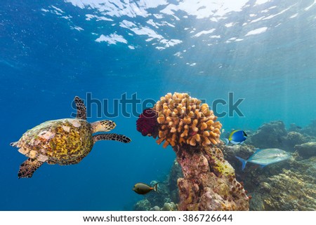 Coral reef with turtle