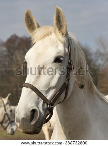 White horse portrait. Detailed Picture of the beautiful white horse head outside on the pasture land in the spring. Breed of horse is Kladrubsky horse one of oldest races in Europe and Czech Republic
