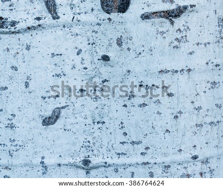 Close-up view of highly detailed aspen bark on tree at Palouse, Eastern of  Washington State, USA. Seamless texture pattern of white aspen filling the frame. Element for design. Nature wood background