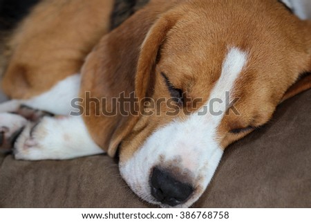 Young beagle sleep on pillow.