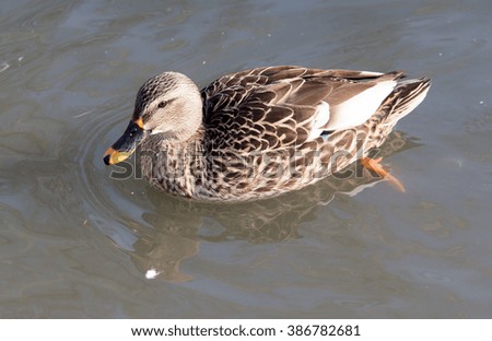 duck in the lake in nature