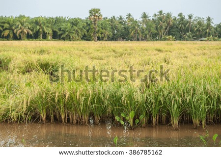 Rice fields countryside
