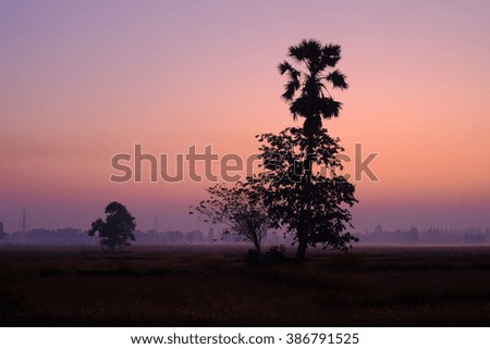 silhouette picture of trees on sunset  