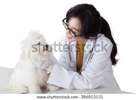 Picture of beautiful young veterinarian examine maltese dog by looking the fur while wearing glasses, isolated on white