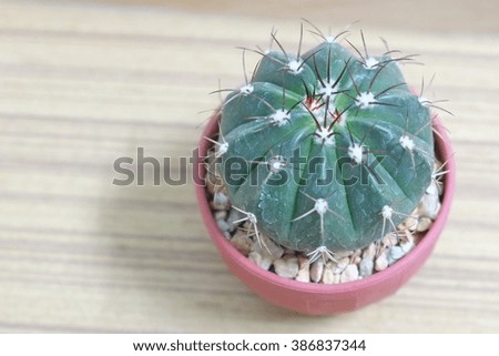  cactus on wooden background