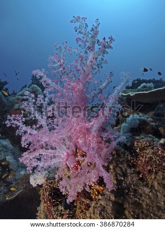 Klunzinger`s soft coral (Dendronephthya klunzingeri)