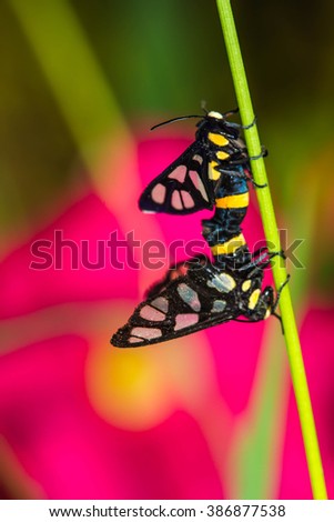 twin tiger grass borer moth