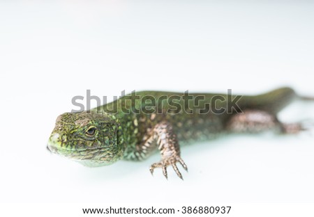 emerald green lizard on the table