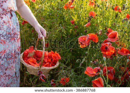 Red poppies. Wicker basket with red poppies.