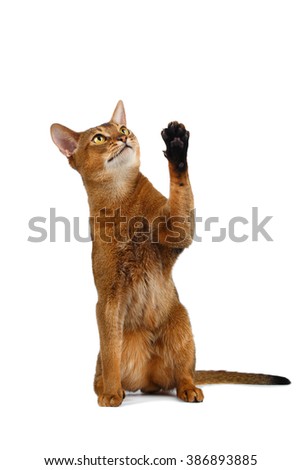 Funny Abyssinian Cat Sit, Curiously Looking and Raising up paw isolated on White background
