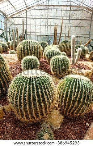 cactus in Queen Sirikit Botanic Garden,chiangmai Thailand