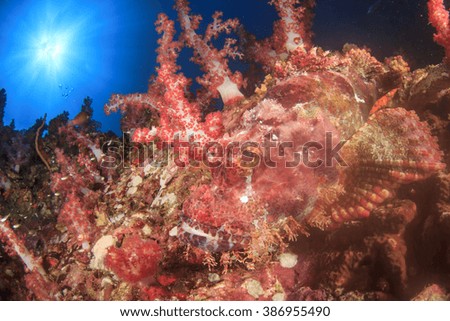 Coral reef and fish underwater in ocean