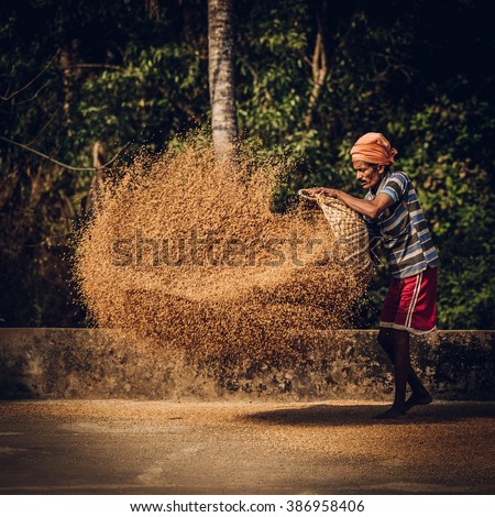 indian man scatters wheat Royalty-Free Stock Photo #386958406