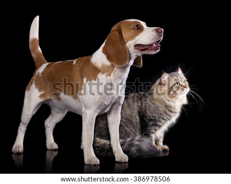 cat and dog, Siberian cat and  beagle look up