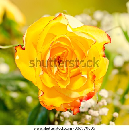 Yellow, orange with red stripes rose flower, close up, isolated, bokeh.