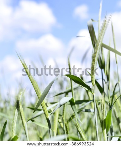 Rye field in the sun with blue sky and fluffy clouds. Selective focus of ears of rye, nature background with copy space. Spring crop field, Cereals plants and blue sky.