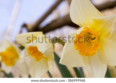 Blooming white daffodil closeup spring time sun