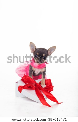 Chihuahua cute puppy is wearing pink fashion dress 
