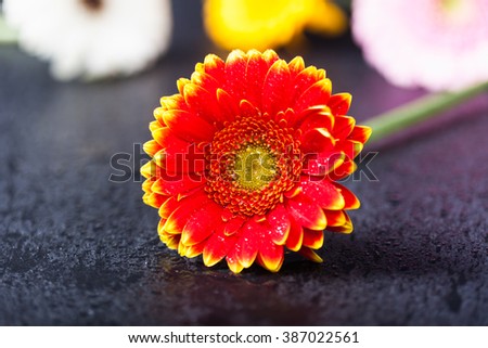Bicolor red yellow gerbera daisy, on wet black slate background, shallow depth of field.