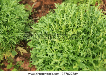 Ruccola plants in growth at garden