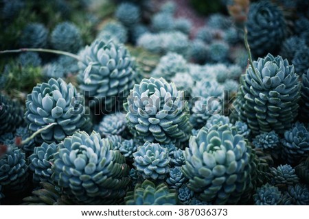 Rustic macro shot of cactus - tropical plant with shallow depth of field.Natural background with succulent.