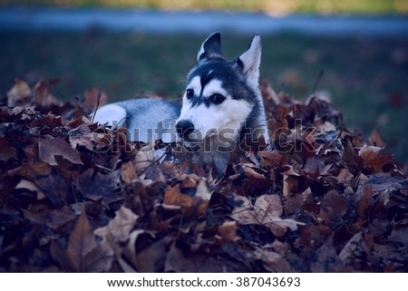 husky malamute mix outdoor dog pet portrait photo