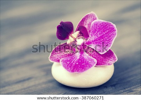 Spa still life with pink orchid and white zen stone - retro styled photo