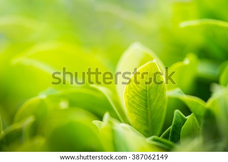 Nature of green leaf in garden at summer under sunlight. Natural green leaves plants using as spring background environment ecology or greenery wallpaper Royalty-Free Stock Photo #387062149