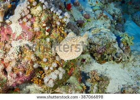 Panther electric ray (Torpedo panthera), in the Red Sea, Egypt. Royalty-Free Stock Photo #387066898